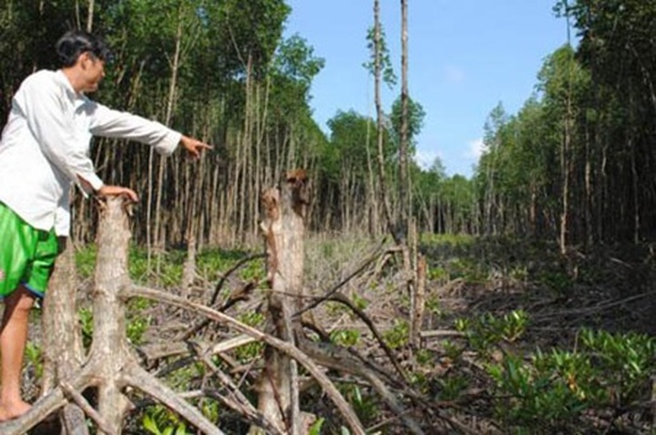 Illegal logging damages Ca Mau Park - 1