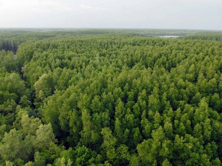 Finland helps Vietnam build forestry database - 1