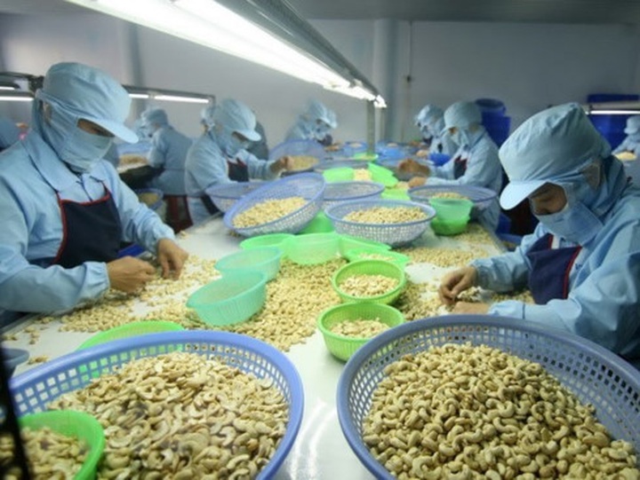 Ha Long city to host 10th international cashew nut conference - 1 Ha Long city to host 10th international cashew nut conference - 1