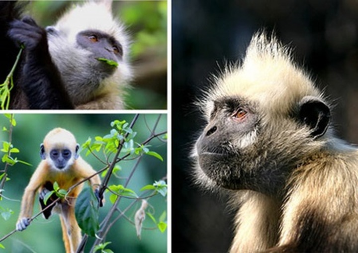 Several primate species teeter toward extinction - 1 Several primate species teeter toward extinction - 1