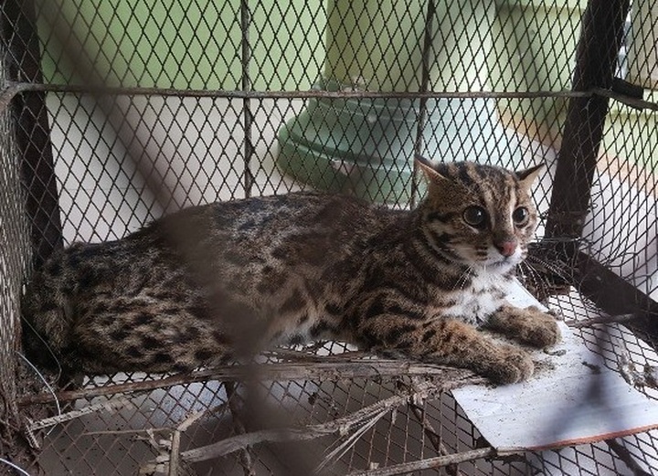 Wildcat rescued from a local family - 1 Wildcat rescued from a local family - 1