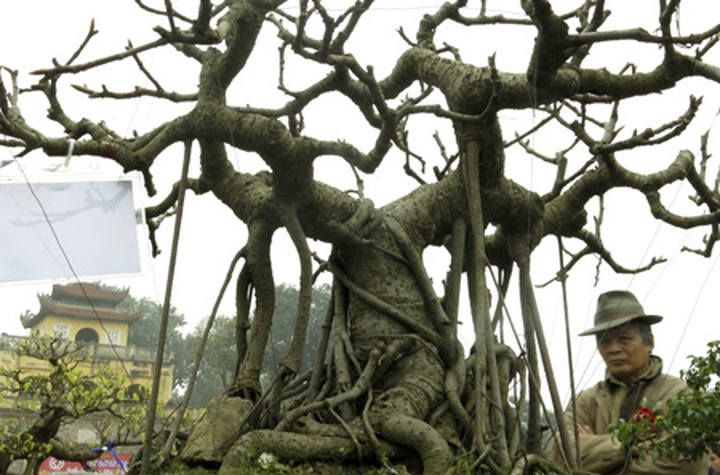 Rare bonsai exhibition in Hanoi - 9 Rare bonsai exhibition in Hanoi - 9