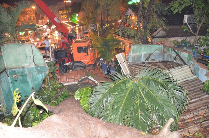 Old tree falls injuring two in HCM City - 1 Old tree falls injuring two in HCM City - 1