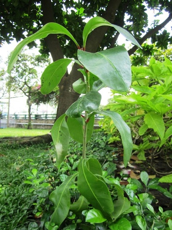 Spratly flowers blossom in HCM City - 10