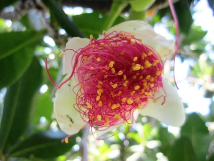 Spratly flowers blossom in HCM City - 2