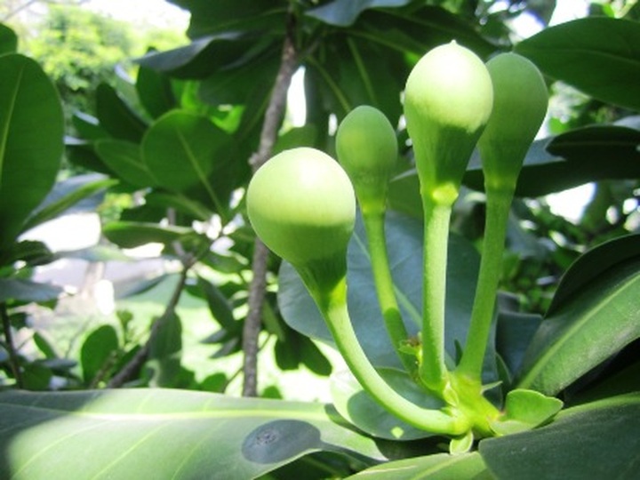 Spratly flowers blossom in HCM City - 3