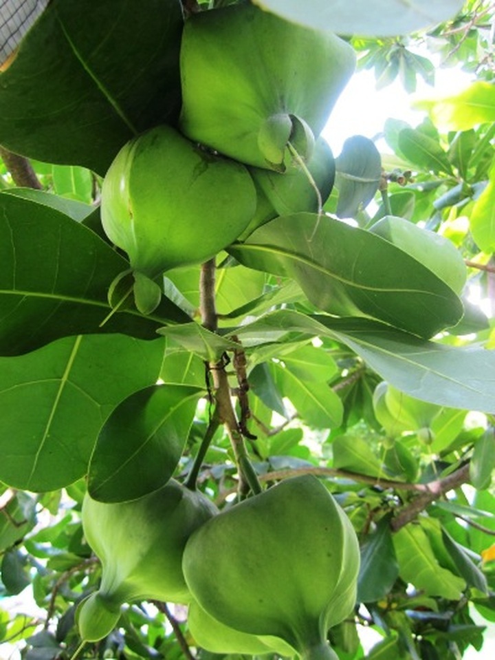 Spratly flowers blossom in HCM City - 8