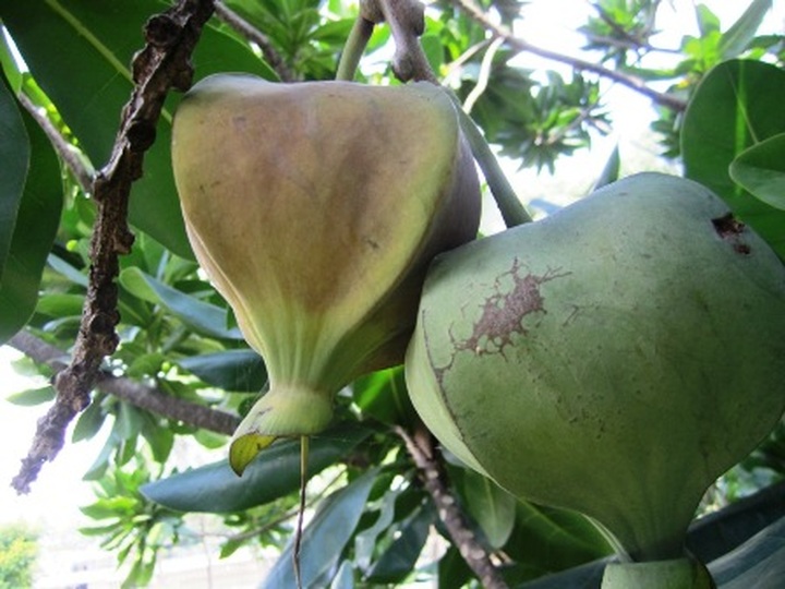 Spratly flowers blossom in HCM City - 9