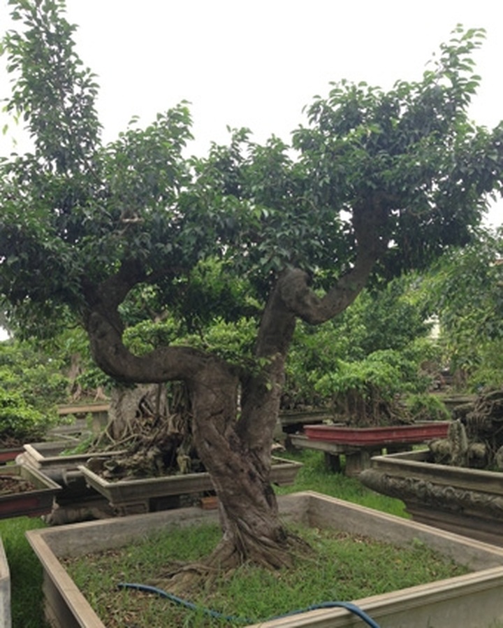 Rare ornamental redwood garden puts green glaze on Vinh Yen City - 13