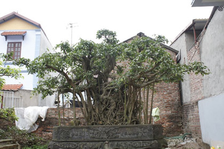 Newly rich splash cash on high status trees - 3 Newly rich splash cash on high status trees - 3