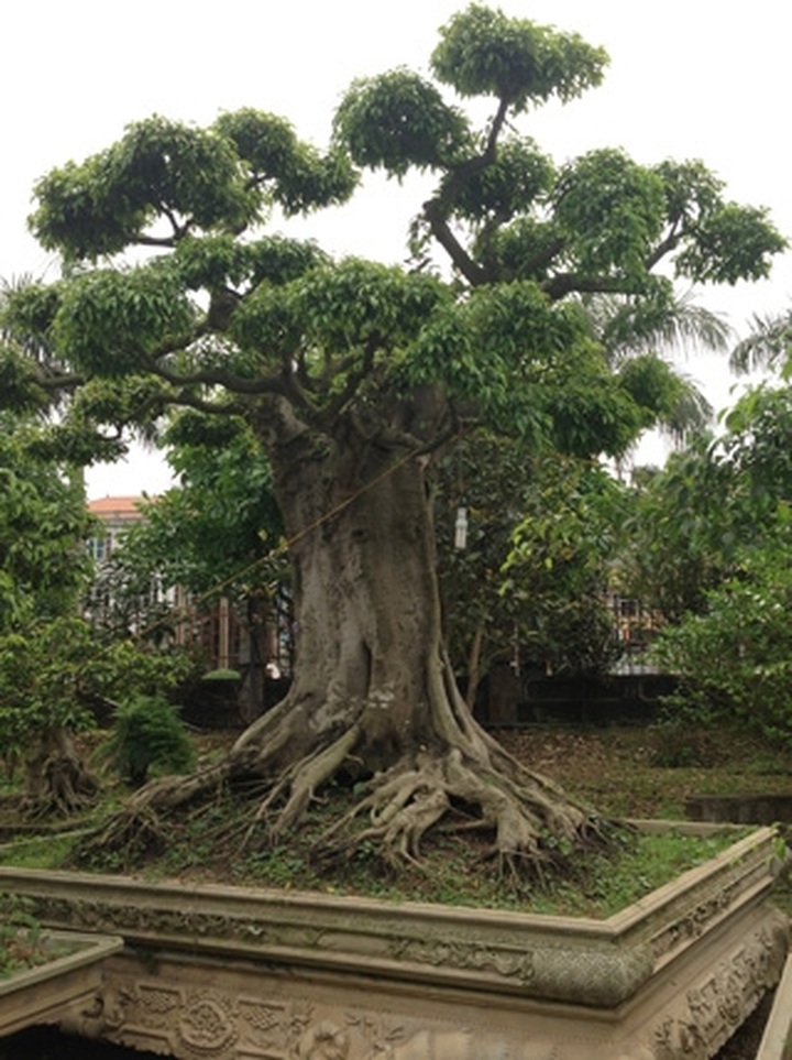 Rare ornamental redwood garden puts green glaze on Vinh Yen City - 4