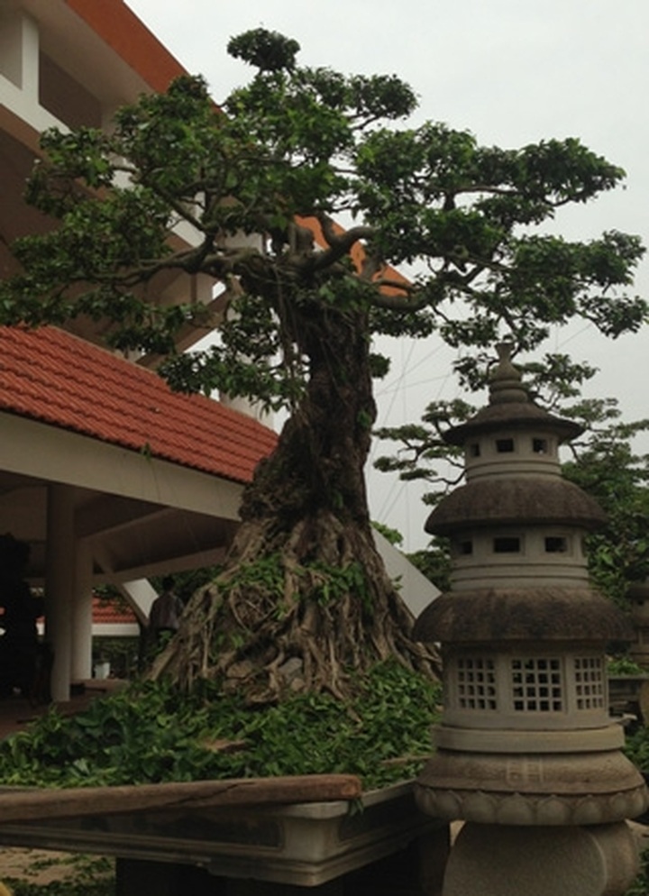 Rare ornamental redwood garden puts green glaze on Vinh Yen City - 6