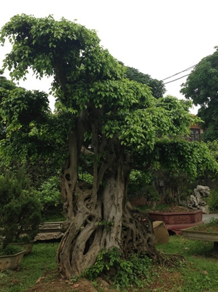 Rare ornamental redwood garden puts green glaze on Vinh Yen City - 7