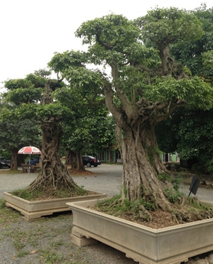 Rare ornamental redwood garden puts green glaze on Vinh Yen City - 8