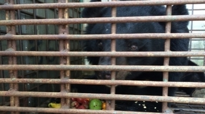 Captive bears stabilise at Tam Dao rescue centre - 1