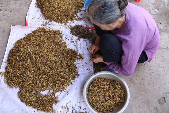 Villagers earn huge money as grasshopper prices soar - 2 Villagers earn huge money as grasshopper prices soar - 2