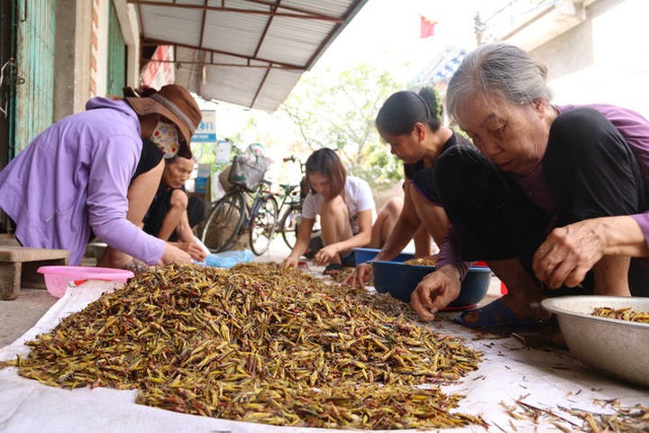Villagers earn huge money as grasshopper prices soar - 3 Villagers earn huge money as grasshopper prices soar - 3