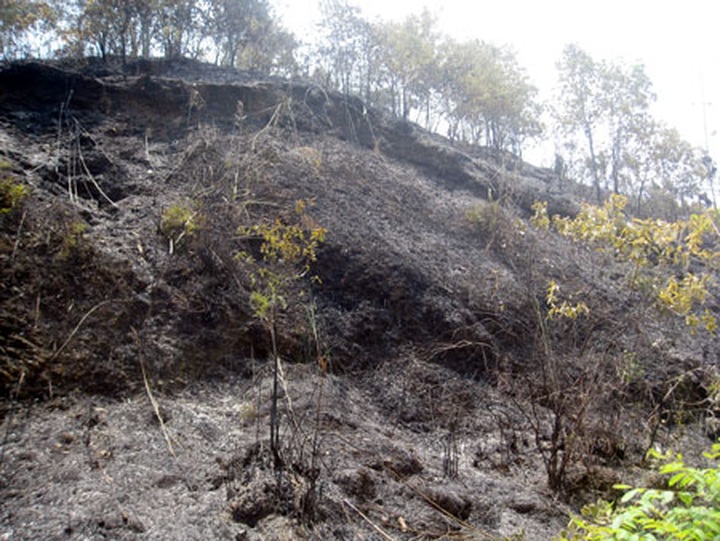 Ministry issues strong forest fire alert - 1