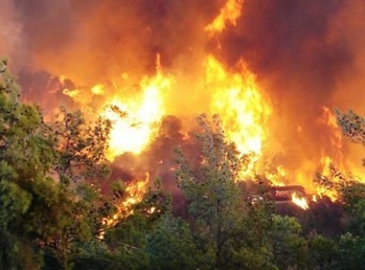Men burn forest gathering honey - 1