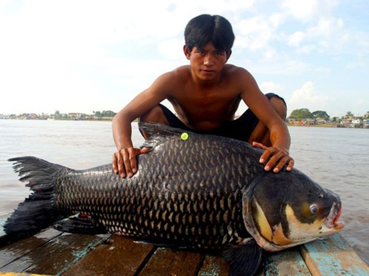 Mekong River reveals huge bounty - 6
