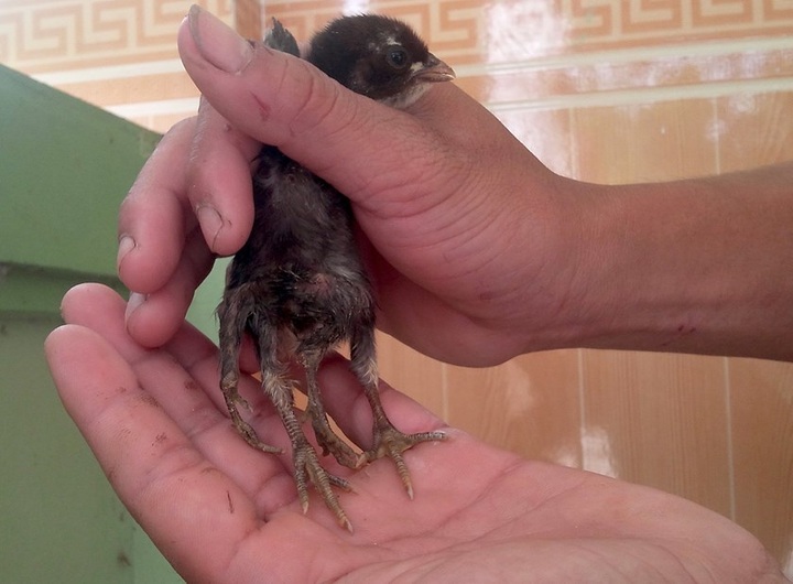 Chicken born with 4 legs in central Vietnam - 3 Chicken born with 4 legs in central Vietnam - 3