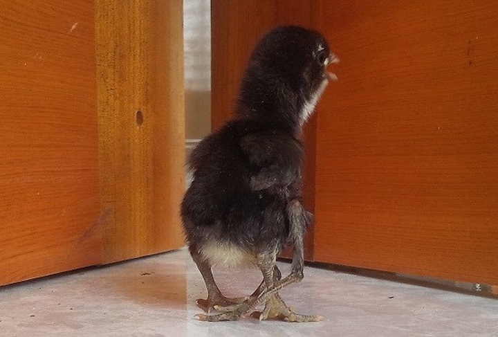 Chicken born with 4 legs in central Vietnam - 2 Chicken born with 4 legs in central Vietnam - 2