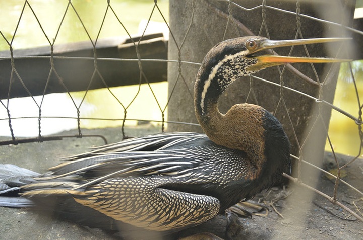 Rare bird transferred to Saigon Zoo - 1 Rare bird transferred to Saigon Zoo - 1
