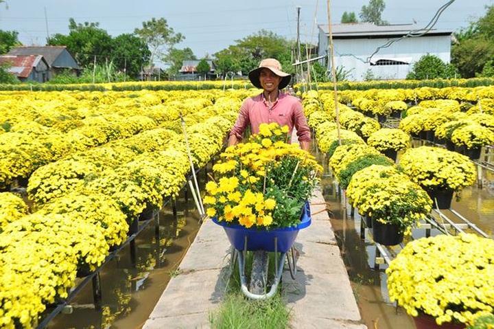 Sa Dec flower village busy preparing for Tet - 2