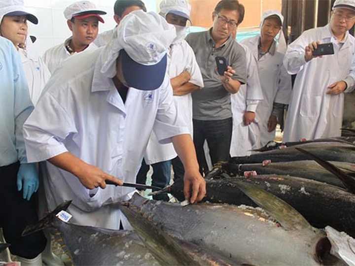 New technology provides for more tuna exports - 1