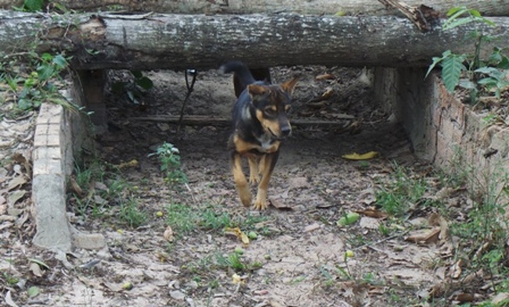Exciting dog racing in Phu Quoc - 3 Exciting dog racing in Phu Quoc - 3