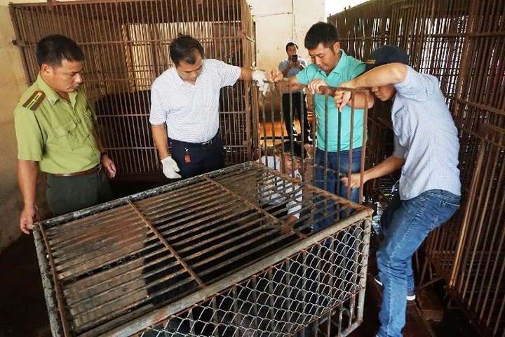 Caged bear rescued in Hanoi - 1