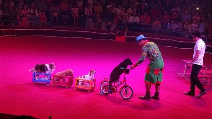 First international circus gala opens in HCM City - 1