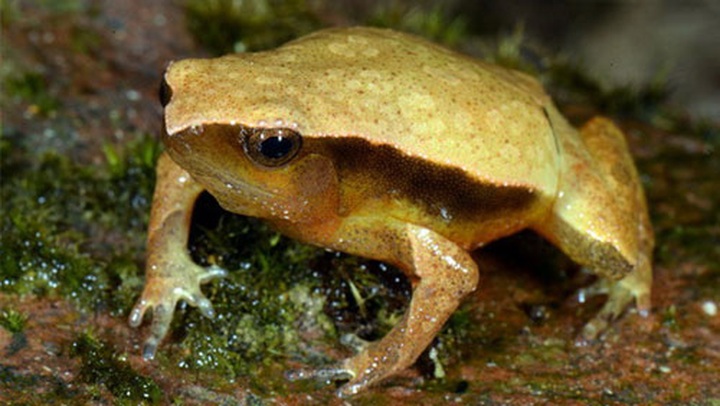 Two new spotted toad species discovered in Vietnam - 2