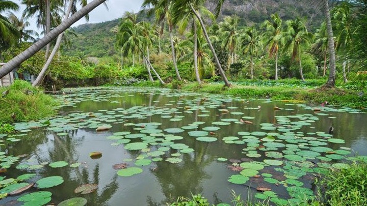 Con Dao park gets World Ramsar site status - 1
