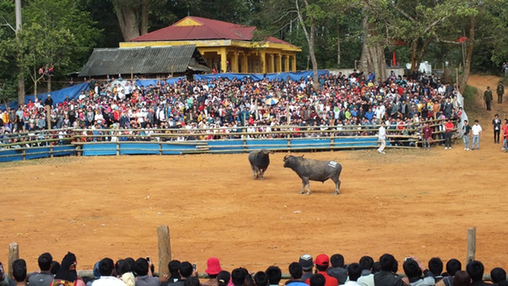 Buffalo fighting in Son La - 1