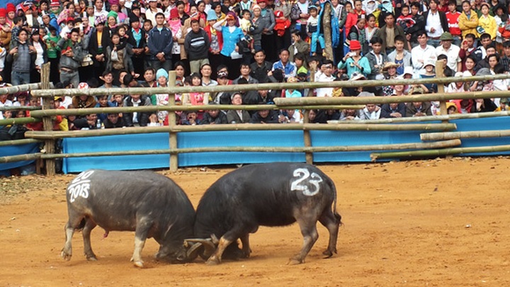 Buffalo fighting in Son La - 3