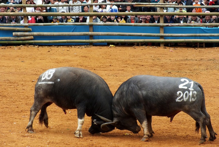 Buffalo fighting in Son La - 4