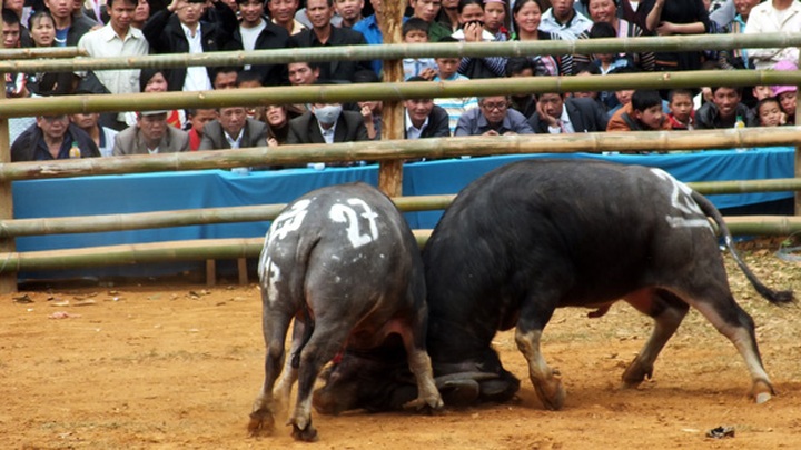 Buffalo fighting in Son La - 5