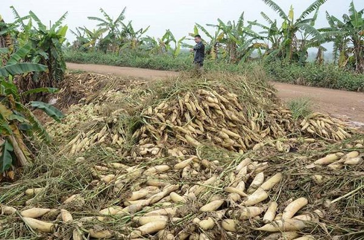 Daikon radishes dumped in Red River due to low prices - 4