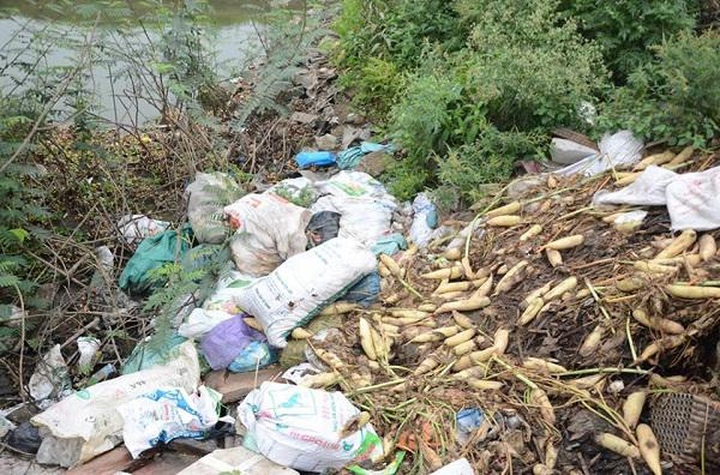 Daikon radishes dumped in Red River due to low prices - 7