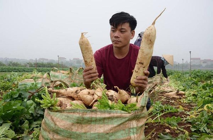 Daikon radishes dumped in Red River due to low prices - 3