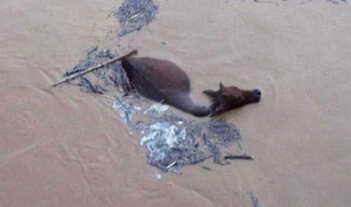 Rescuing livestock in natural disasters - 1