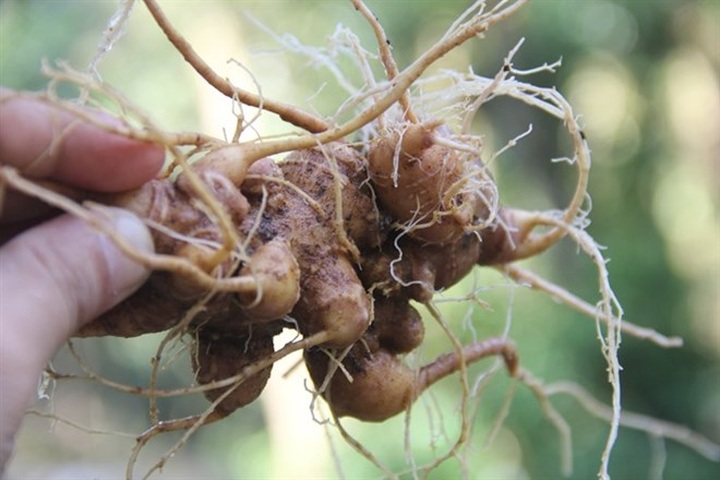 Ginseng festival to be held in Quang Nam - 1