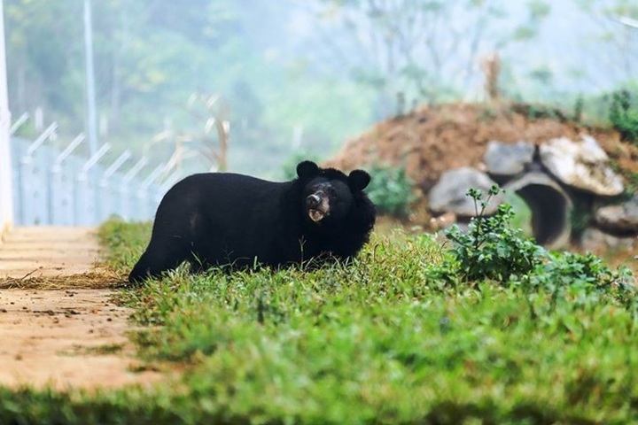 Three bears released after 20 years in cages - 1