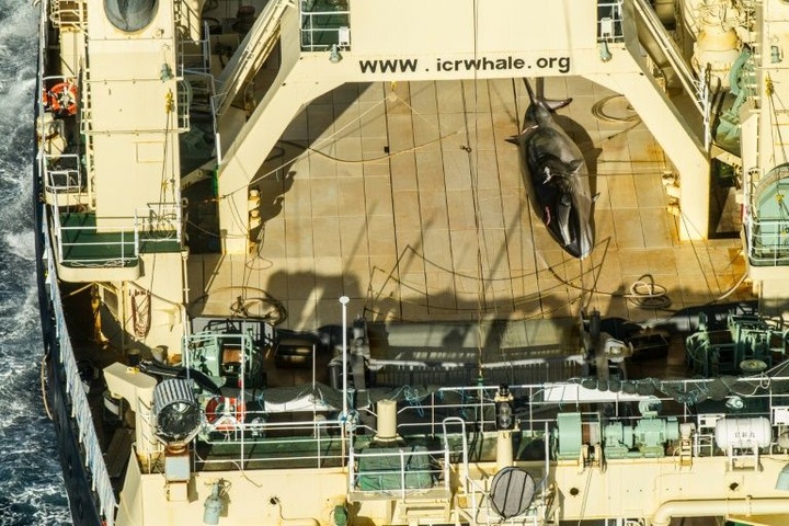 Japan seeks upgraded whaling ship in sign hunts will continue - 1