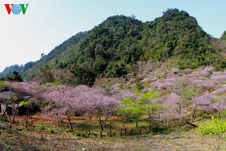 Forest peach flowers blossom late - 1 Forest peach flowers blossom late - 1