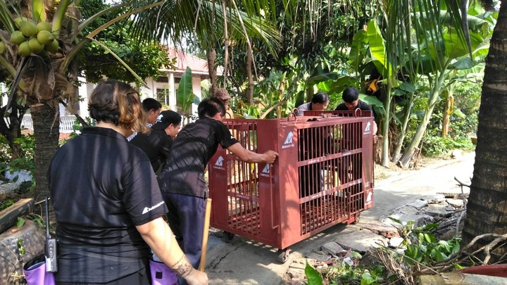 Six moon bears rescued from bile farm in southern Vietnam - 1