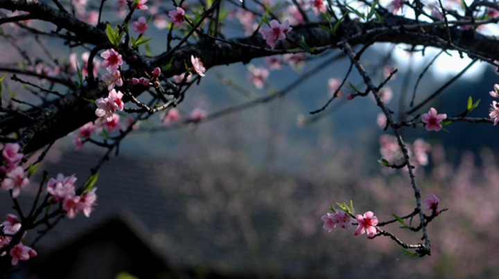 Forest peach flowers blossom late - 3 Forest peach flowers blossom late - 3