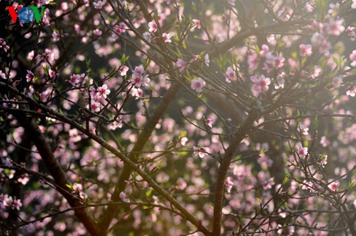 Forest peach flowers blossom late - 6 Forest peach flowers blossom late - 6