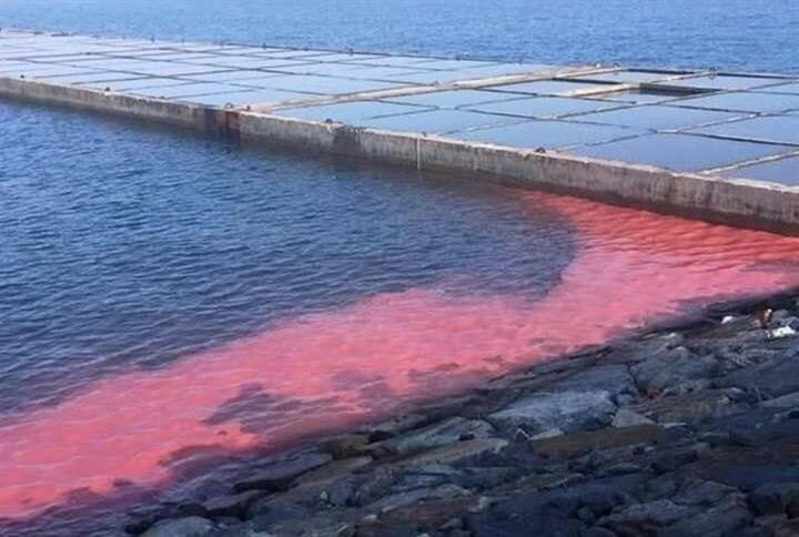Algal bloom paints red streak in Vung Ang economic zone - 1